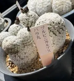 サボテン 多肉植物 ツルビニカルプス ☆群生カキコ自根☆ スーパーバラ