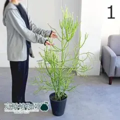 現品】ミルクブッシュ（青珊瑚） 7号 黒鉢（2） - メルカリ