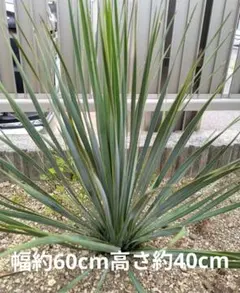 ユッカ ロストラータ 5株 実生 抜き苗 - メルカリ
