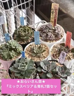 A*y様 ㊵大きめ苗! 青鬼❣️紫紺の矢❣️もみじ飴❣️スノーミル❣️6苗メルカ 2026年最新】ミックスベリア 円の人気アイテム - メルカリ