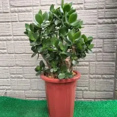 11 ✨金のなる木✨植木鉢付きのサムネイル