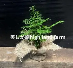 2026年最新】もみの木 苗の人気アイテム - メルカリ