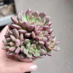 2026年最新】ピンクルルビーの人気アイテム - メルカリ