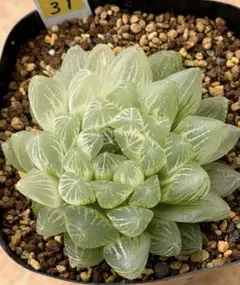 51g 多肉植物 ハオルチア 琉璃珠オブツーサ錦 自家繁殖 鉢植え発送