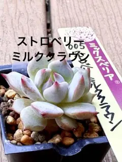 ストロベリーミルククラウン ミックスベリア おらいさん 多肉植物