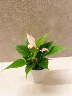 レア♡ミニアンスリウム♡しづき♡詩月♡2号♡ポットごと宅急便