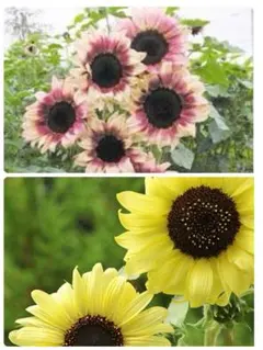 ひまわり２品種種