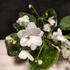 м*е様 セントポーリア AB (AV) Mint Ice м*е様 セントポーリア AB (AV) Mint Ice - メルカリ