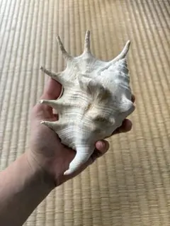 貝殻　置物　インテリア