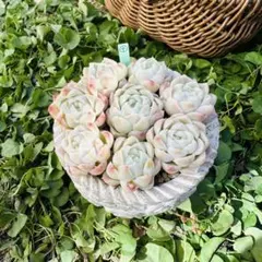 kazu様 リクエスト 2点 まとめ商品