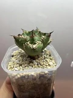 2026年最新】アガベクラウンの人気アイテム - メルカリ