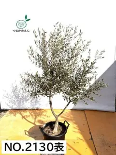 オリーブの木　コレッジョラ　大型　約190cm　NO.2133　現品掲載 オリーブの木 コレッジョラ 大型 約190cm NO.2133 現品掲載 - メルカリ