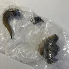 Item thumbnail for item 01c8b84b-6d4c-4da2-ac48-c69205281f1c