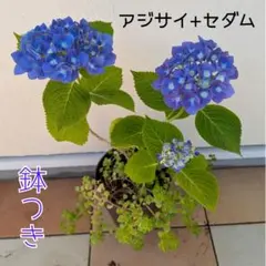 輸入アジサイ 品種不明 購入前にコメント - メルカリ