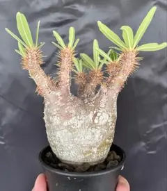 パキポディウム グラキリス 2 現地球 発根済み 塊根植物 コーデックス