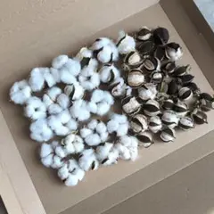 ドライフラワー　コットンフラワー　訳あり品　洋綿　白