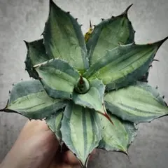 2026年最新】姫吉祥天の人気アイテム - メルカリ