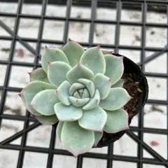 チワワエンシス錦 カット苗 エケベリア 斑入り 多肉植物 - メルカリ