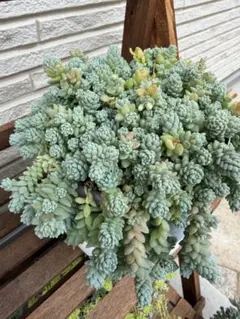 多肉植物　セダム　ブレビフォリウム　ダシフィルム　60カット 多肉植物 セダム ブレビフォリウム ダシフィルム 60カット - メルカリ