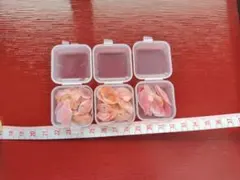 桜貝　洗浄乾燥済み　ケース入り　3個　まとめ売り　ハンドメイド