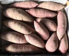 【農薬不使用】紅はるか　食べ切り　SSサイズ〜Sサイズ　1.3kg（箱込）