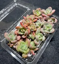 ゲリラセール❣️多肉植物❤️モンシロチョウ❤️カット苗箱いっぱい詰め合わせセット❣️
