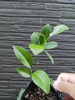 マイヤーレモン　ポット苗