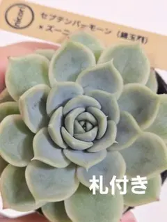 2026年最新】錦玉園の人気アイテム - メルカリ