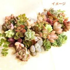 専用‼︎多肉植物^o^  大きめスヨンカット苗セット tanikutoha_set-020c