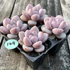 michi様 リクエスト 2点 まとめ商品