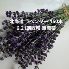 라벤더 6.21 모닝 하베스트 드라이플라워 150