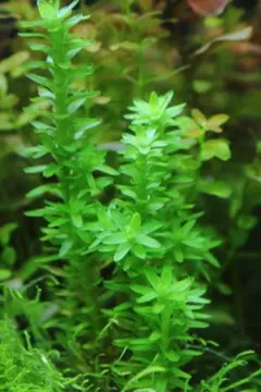 スターレンジ　水中葉2本 8cm前後　郵送のサムネイル