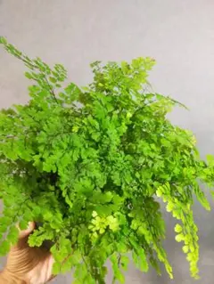 アジアンタム 美株 ふんわり広がる繊細なシダ植物