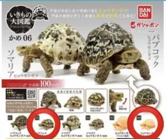 2026年最新】いきもの大図鑑 亀の人気アイテム - メルカリ