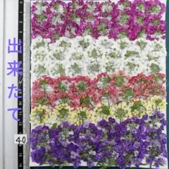 出来たて ★アリッサム　自然色 No 40 @800 押し花　 押し花素材