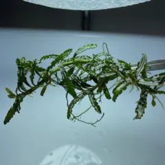 ブセファランドラsp.キャサリン溶岩石活着（水中葉、 無農薬） - メルカリ