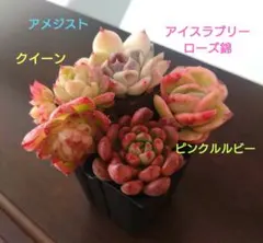 つるこ様 リクエスト 2点 まとめ商品