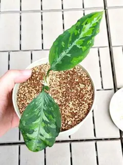 観葉植物　アグラオネマ ピクタム トリカラー　抜き苗　速達付きのサムネイル