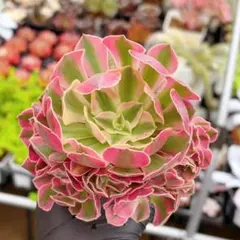CT1319 ピンクウィッチ 50苗 多肉植物 土と根付き エケベリア 韓国苗