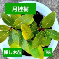 ③月桂樹 ローリエ ローレル 根付き苗‼️ - メルカリ