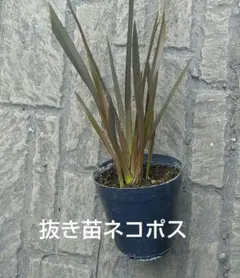 ユッカ＊ロストラータ＊苗高18センチ＊2025年9月播種＊抜き苗発送