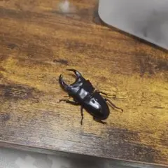 滋賀県産野外品オオクワガタ標本 標本】良型 北海道産オオクワガタ 昆虫標本 - メルカリ