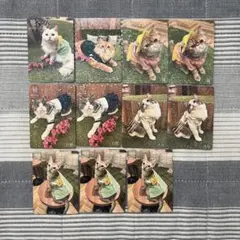 【バラ売り⭕️猫カフェmochaトレカ　心斎橋店】