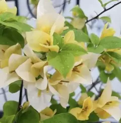 2025年最新】ブーゲンビリア 苗の人気アイテム - メルカリ