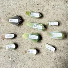 多肉　植物　葉挿し　セット　エケベリア　韓国苗