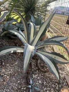 アガベ　華厳　57センチ❗ アガベ・華厳 | trigger