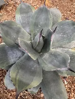 2025年最新】アガベパリーボーダーガードの人気アイテム - メルカリ