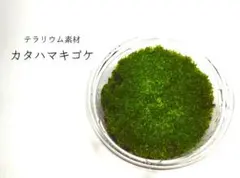 カタハマキゴケ テラリウム素材
