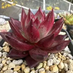 kir.and.riku様 リクエスト 2点 まとめ商品