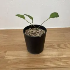 2025年最新】エリオスペルマムの人気アイテム - メルカリ